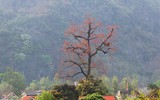 Ngắm hoa gạo nở rực góc trời